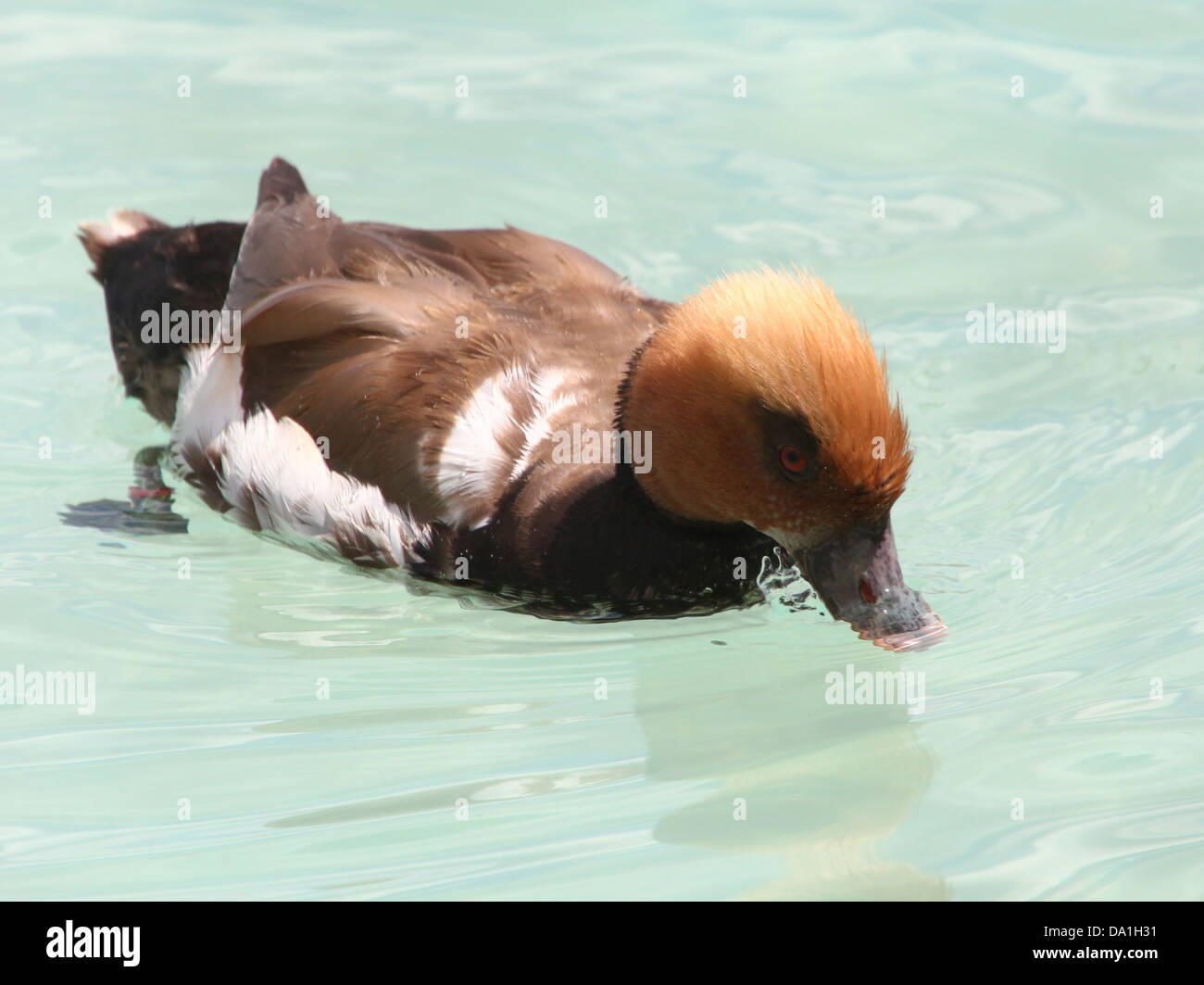 Dettagliato di close-up del coloratissimo maschio rosso-crested Pochard (Netta rufina) nuotare in un lago Foto Stock