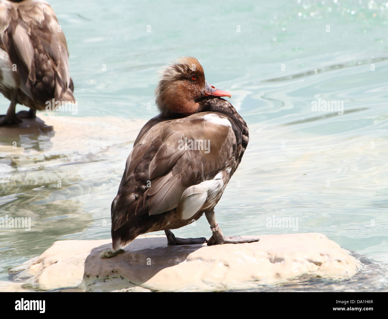 Dettagliato di close-up del coloratissimo maschio rosso-crested Pochard (Netta rufina) prendere il sole su una roccia Foto Stock