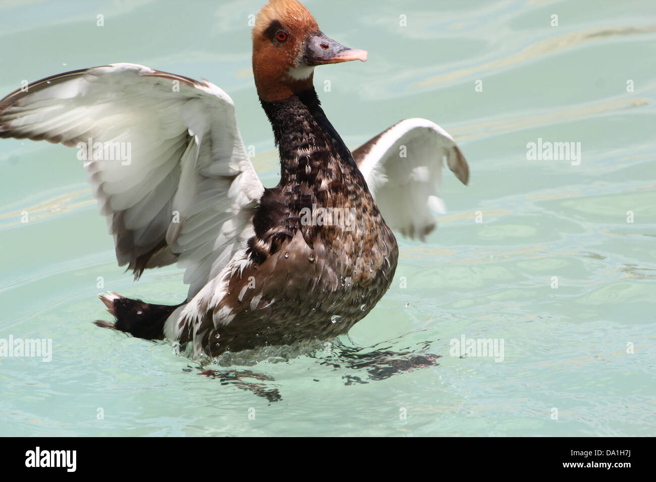 Acquisizione dettagliata del maschio rosso-crested Pochard (Netta rufina) toccando & lo sbarco in un lago, ali aperte - 5 immagini in serie Foto Stock