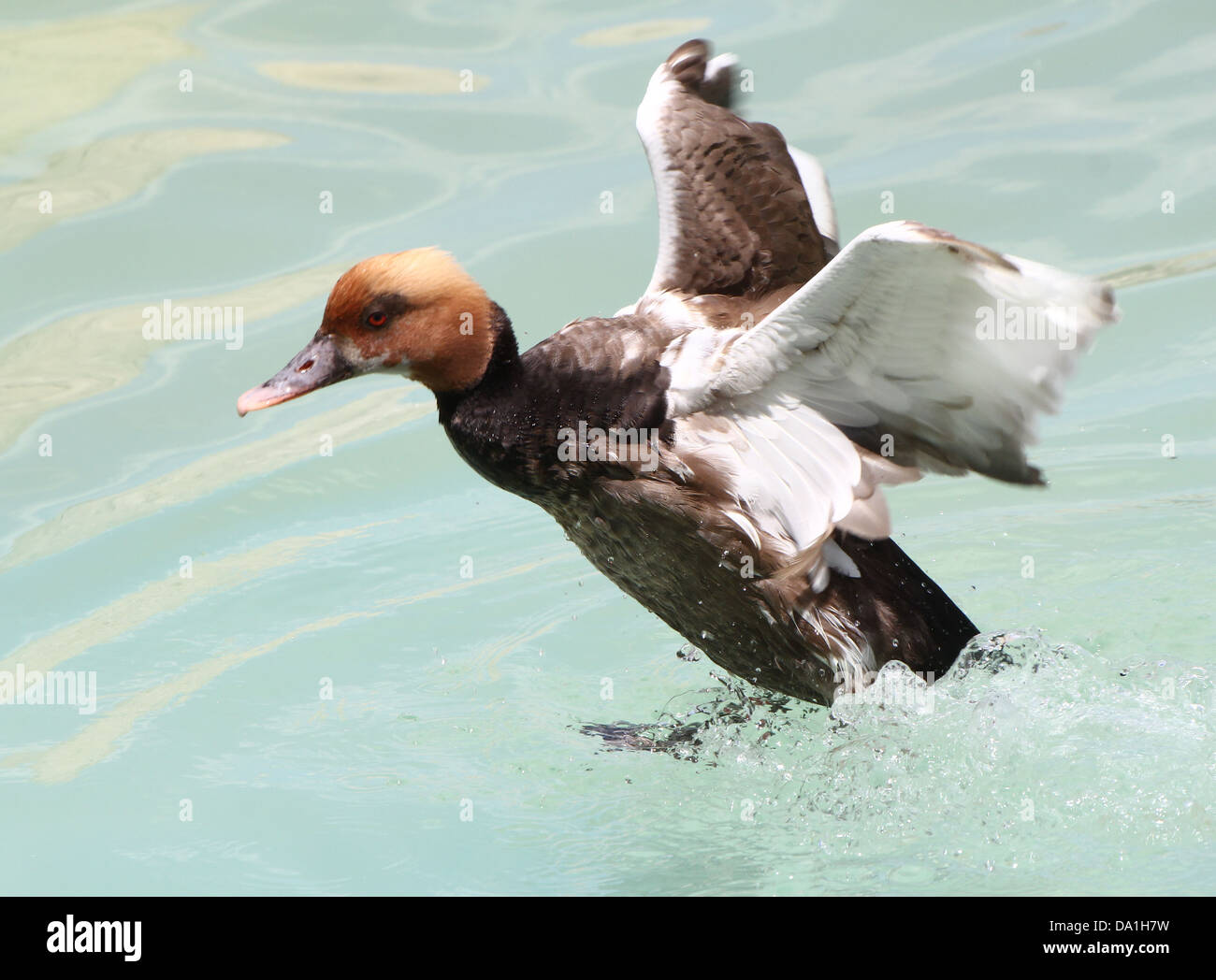 Acquisizione dettagliata del maschio rosso-crested Pochard (Netta rufina) toccando & lo sbarco in un lago, ali aperte - 5 immagini in serie Foto Stock