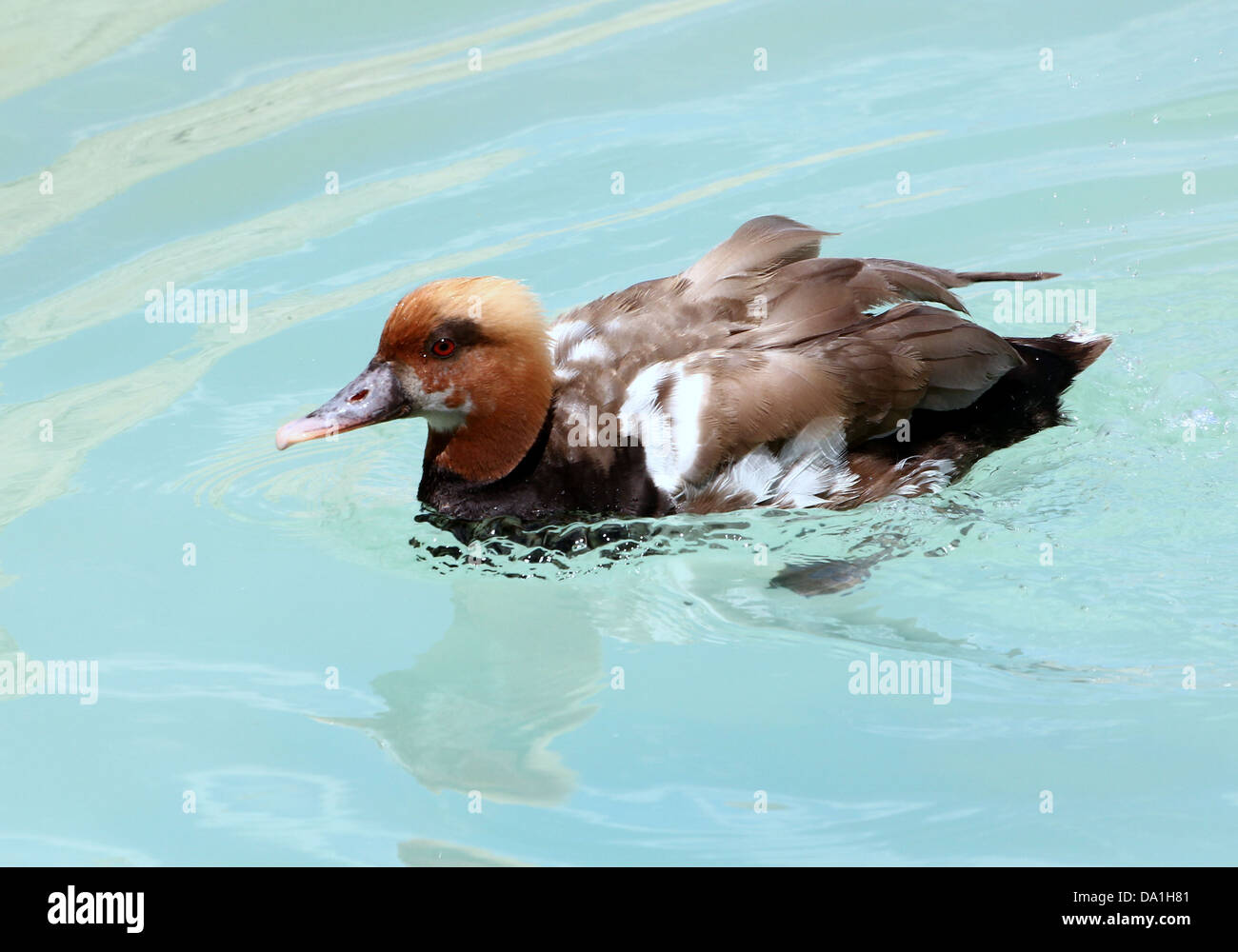 Dettagliato di close-up del coloratissimo maschio rosso-crested Pochard (Netta rufina) nuotare in un lago Foto Stock