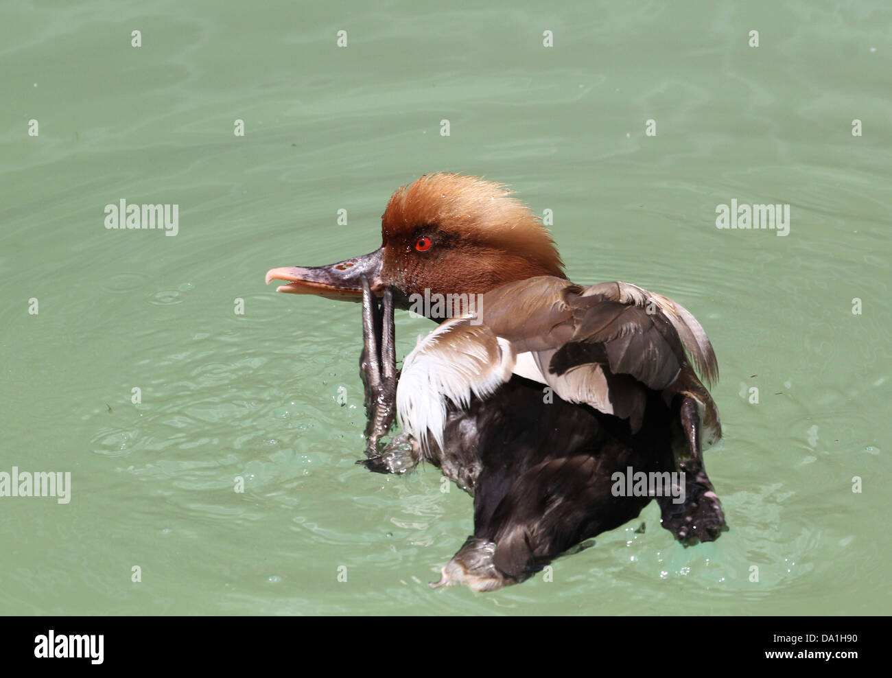 Descrizione dettagliata e divertente di close-up del coloratissimo maschio rosso-crested Pochard (Netta rufina) graffiare la sua testa con una pinna Foto Stock