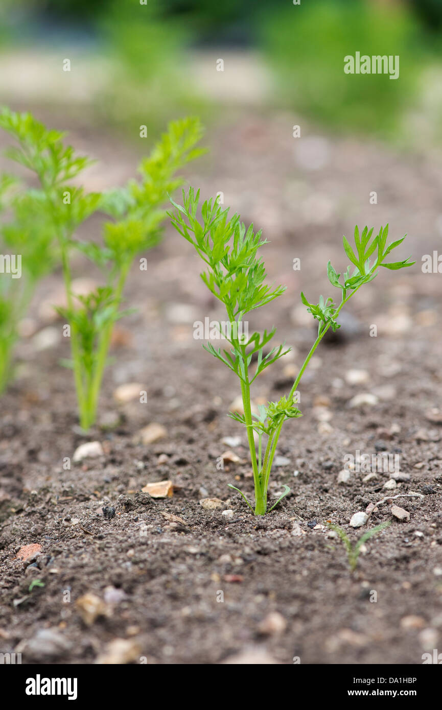Daucus Carota Yellowstone. Giovani piante di carota in un orto Foto Stock