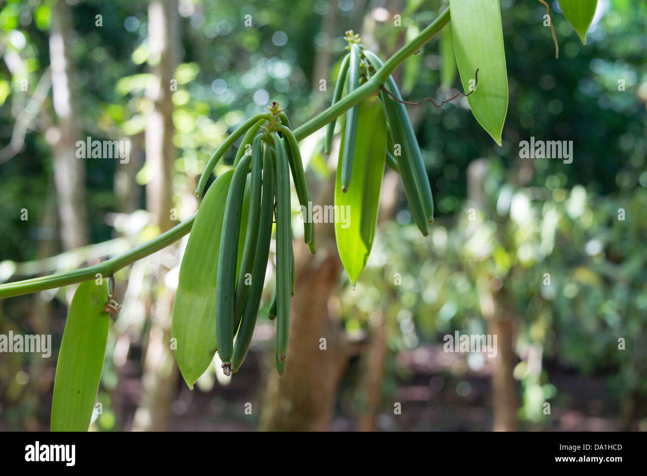 Impianto di vaniglia (Vanilla planifolia). La piantagione di spezie, Zanzibar, Repubblica Unita di Tanzania, Africa orientale. Foto Stock