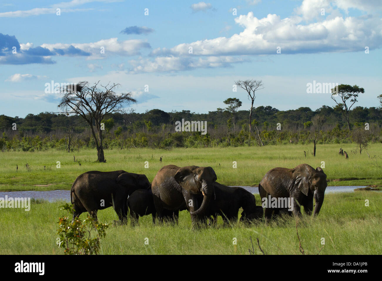 Elefante africano (Loxodonta africana), il Parco Nazionale di Hwange, Zimbabwe, Sud Africa Foto Stock