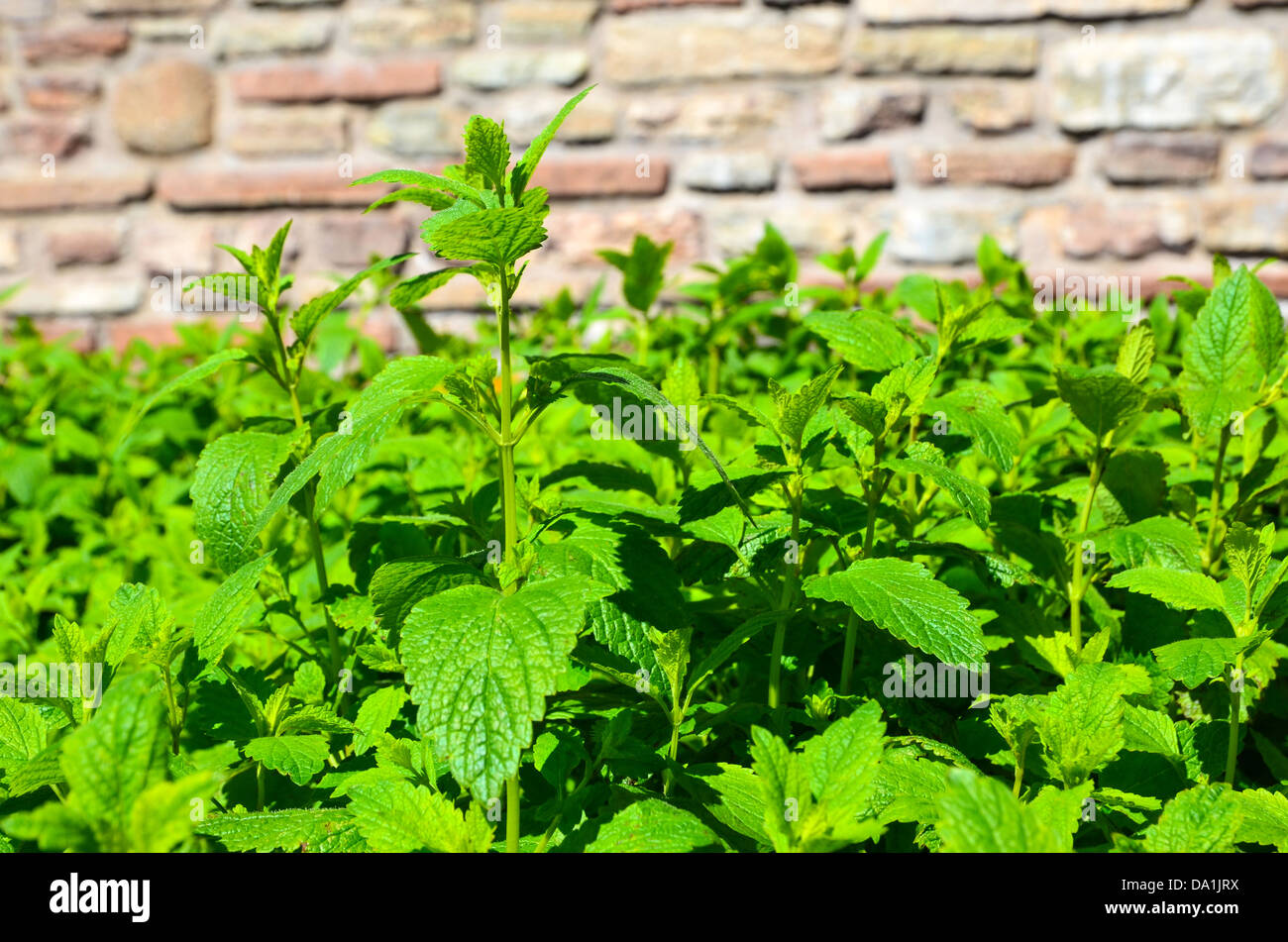 Chiudere l immagine di un balsamo di limone letto in giardino Foto Stock
