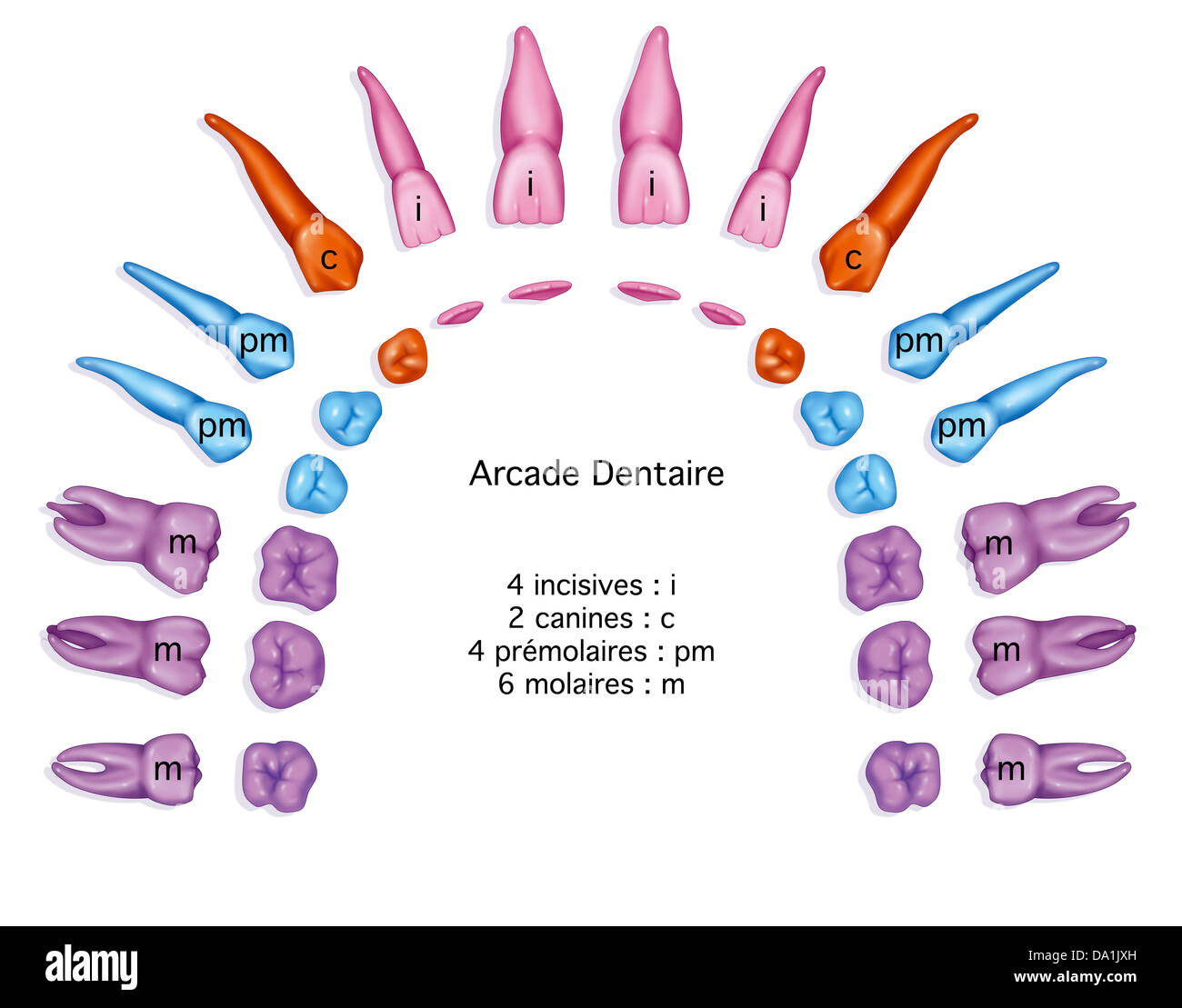 DENTE, DISEGNO Foto Stock