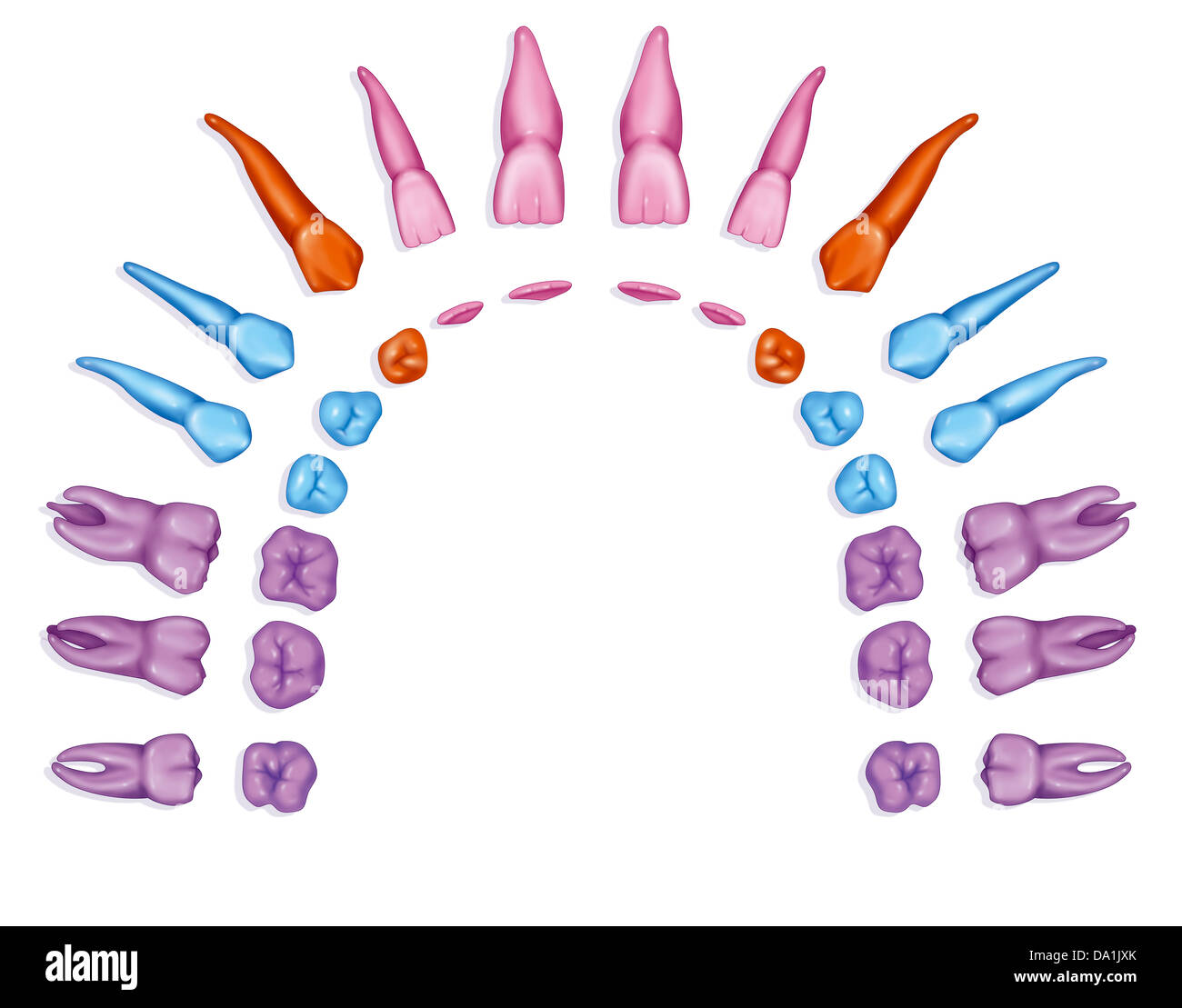 DENTE, DISEGNO Foto Stock