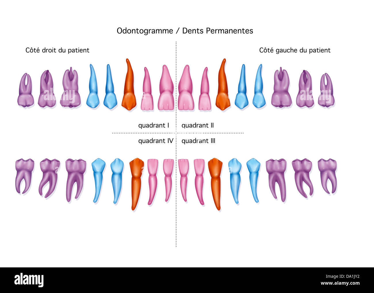DENTE, DISEGNO Foto Stock