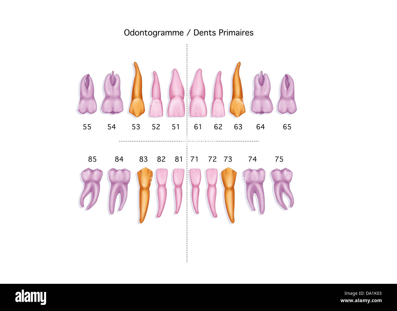 Dente di latte, disegno Foto Stock