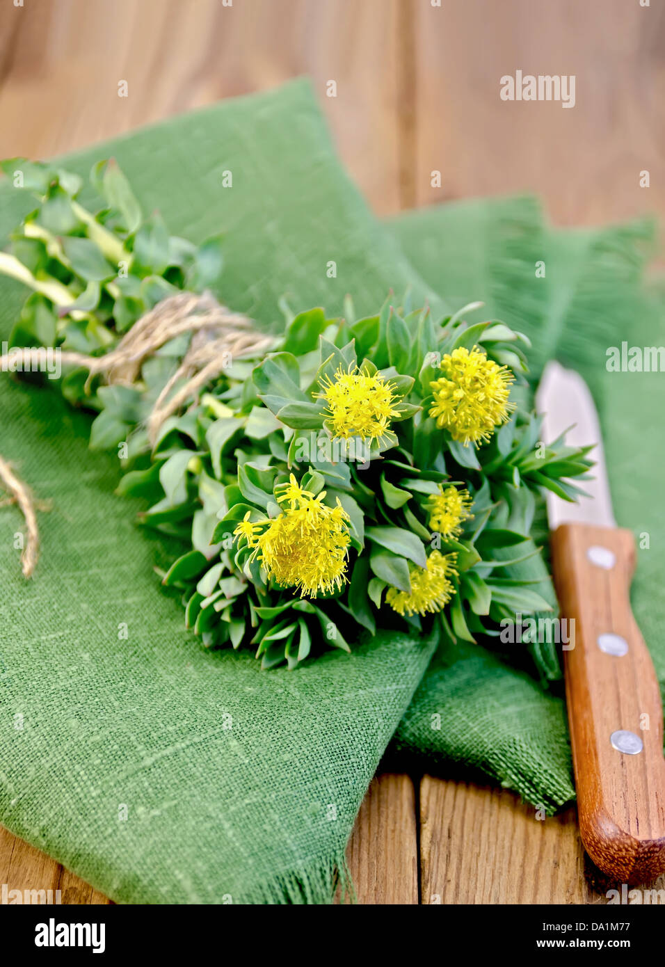 Rhodiola rosea fiori, legato con una corda con un coltello su un tovagliolo verde su uno sfondo di tavole di legno Foto Stock
