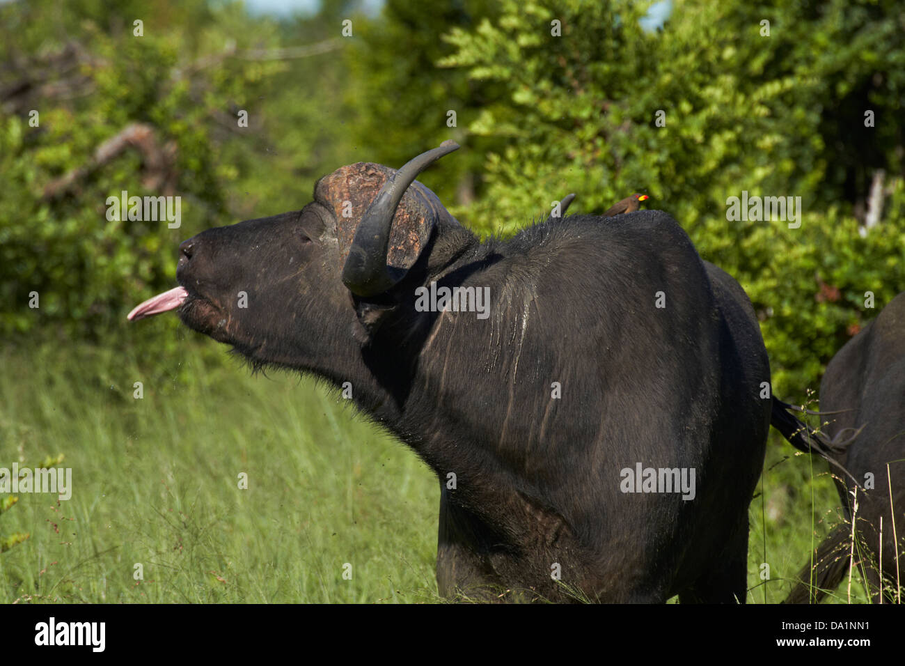 Bufali (Syncerus caffer caffer), il Parco Nazionale di Hwange, Zimbabwe, Sud Africa Foto Stock