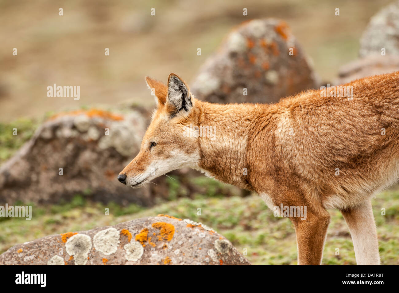 Etiope Lupo (Canis simensis), Bale mountains national park, Etiopia Foto Stock