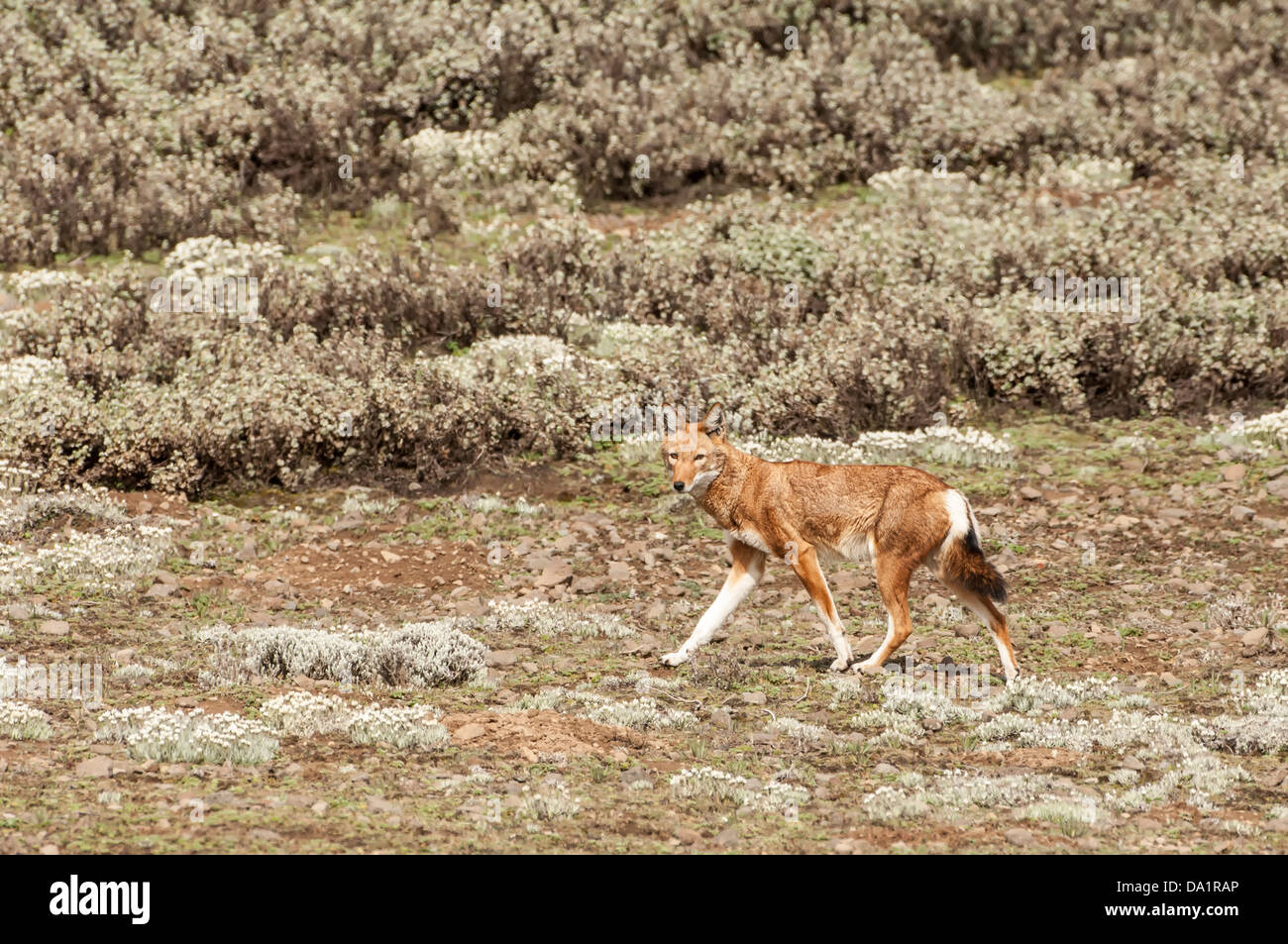Etiope Lupo (Canis simensis), Bale mountains national park, Etiopia Foto Stock