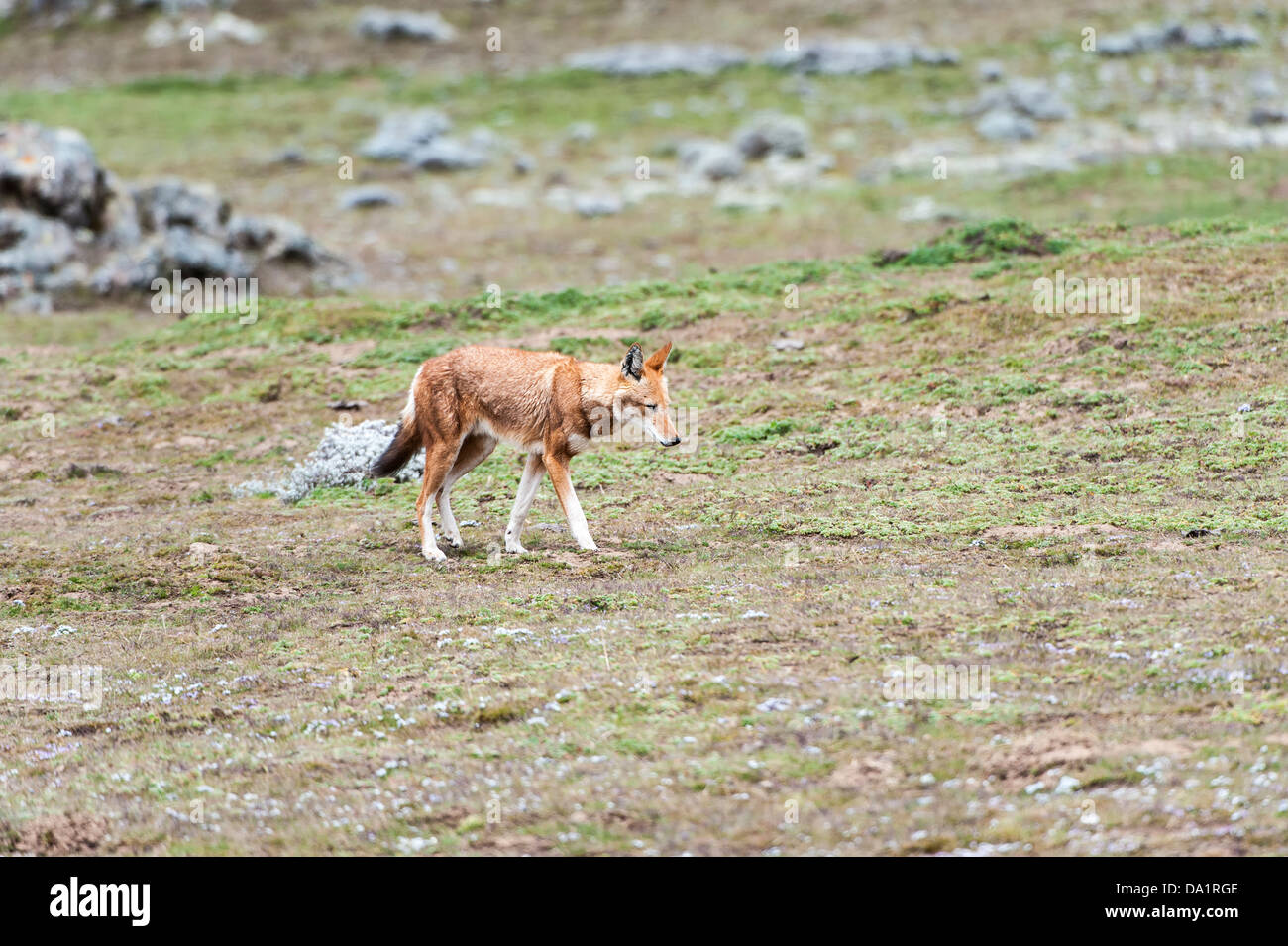 Etiope Lupo (Canis simensis), Bale mountains national park, Etiopia Foto Stock