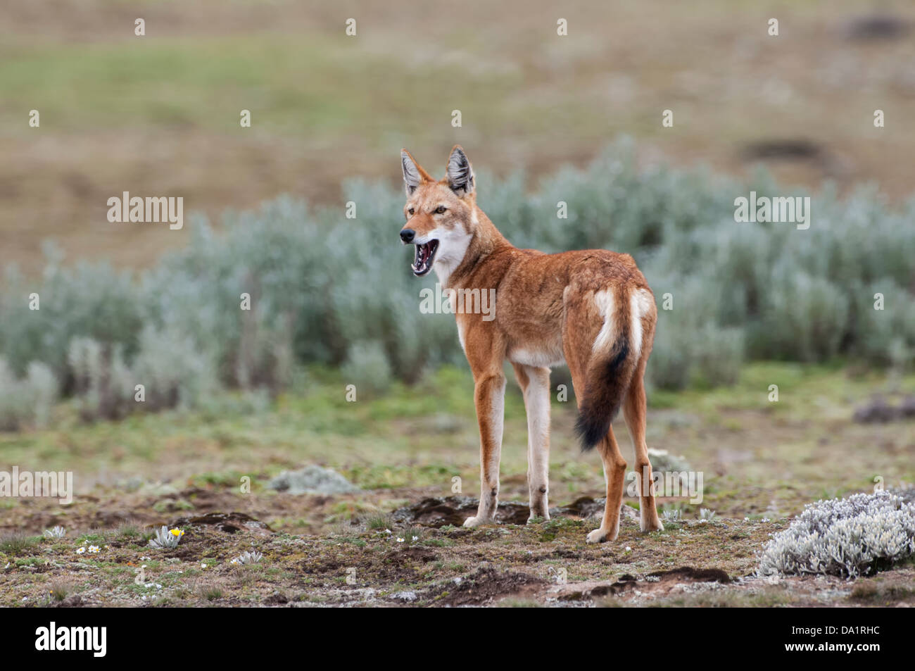 Etiope Lupo (Canis simensis), Bale mountains national park, Etiopia Foto Stock