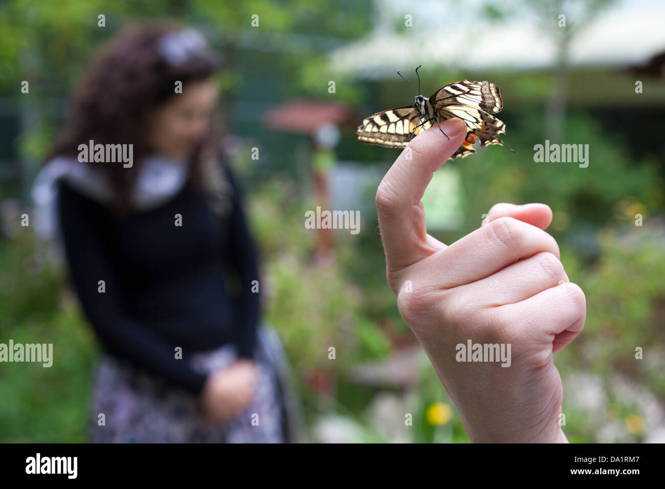 Donna che mantiene il vecchio mondo coda forcuta (Papilio machaon) farfalla. Foto Stock