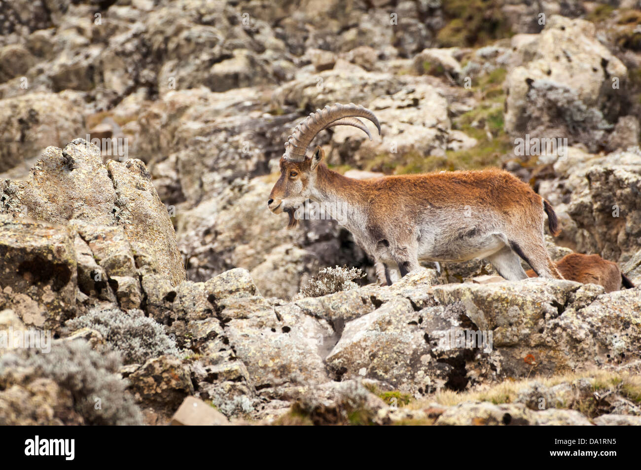 Don Walia Ibex (Capra walie), Simien Mountains National Park, Amhara Region, Nord Etiopia Foto Stock