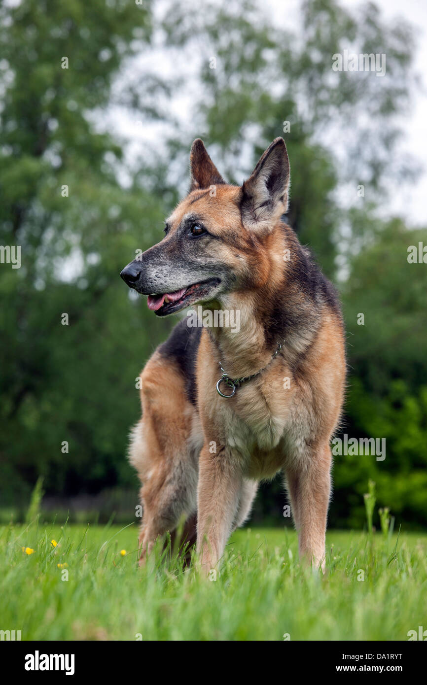 Vecchio Alsation / Pastore Tedesco cane (Canis lupus familiaris) in giardino Foto Stock
