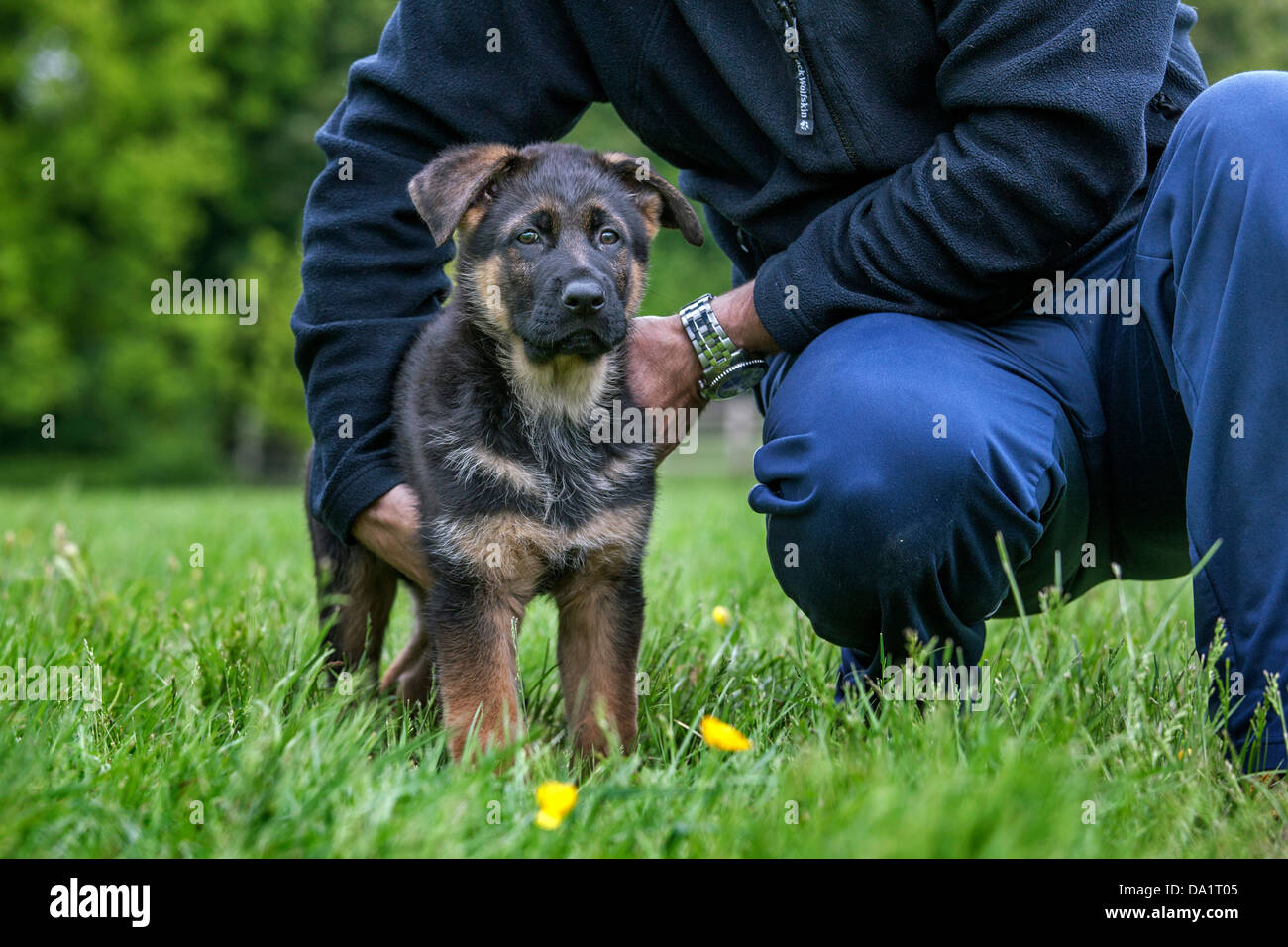 Proprietario azienda alsaziano / pastore tedesco cane (Canis lupus familiaris) puppy in giardino Foto Stock