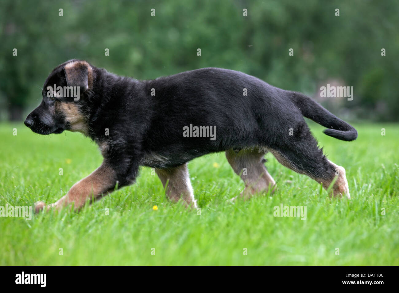 Alsaziano / pastore tedesco cane (Canis lupus familiaris) cucciolo in esecuzione in giardino Foto Stock