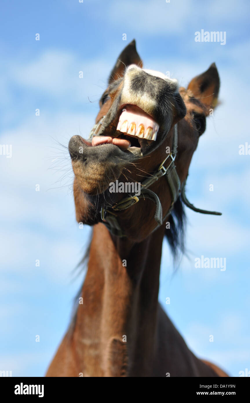 Cavallo pazzo 2 Foto Stock