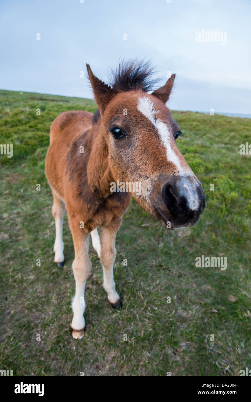 Carino puledro su una montagna Foto Stock