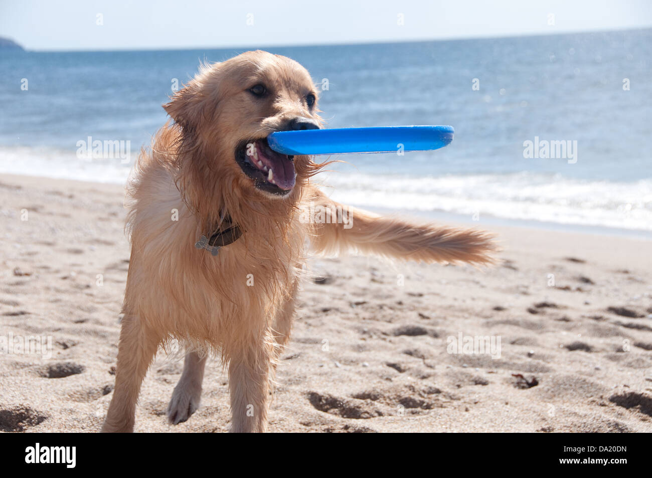 Un giocoso Golden Retriever cane maschio su una spiaggia in Cornovaglia, giocando con il suo frisbee. Foto Stock