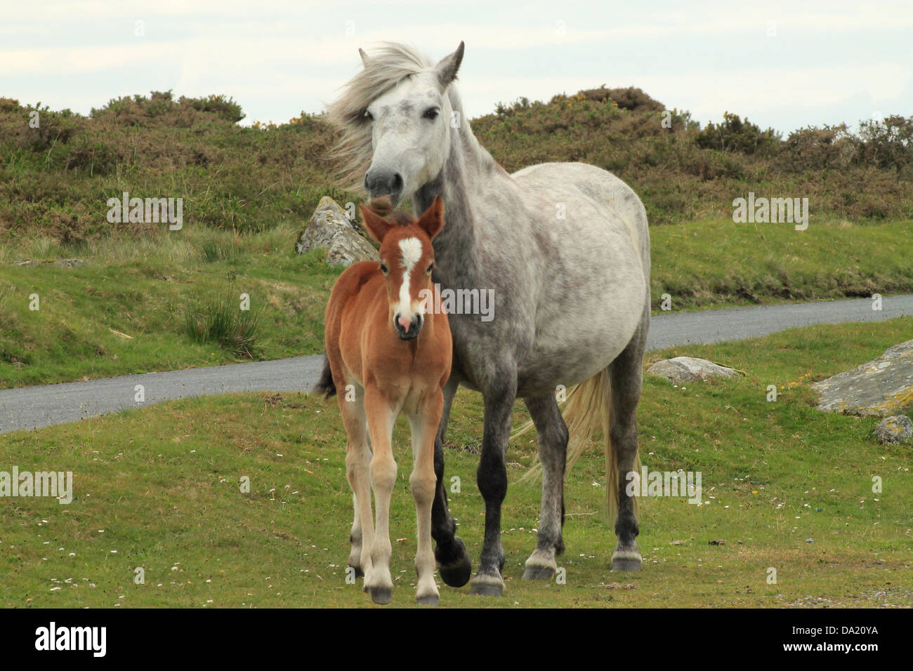 Mare e puledro visto su Dartmoor Inghilterra Foto Stock