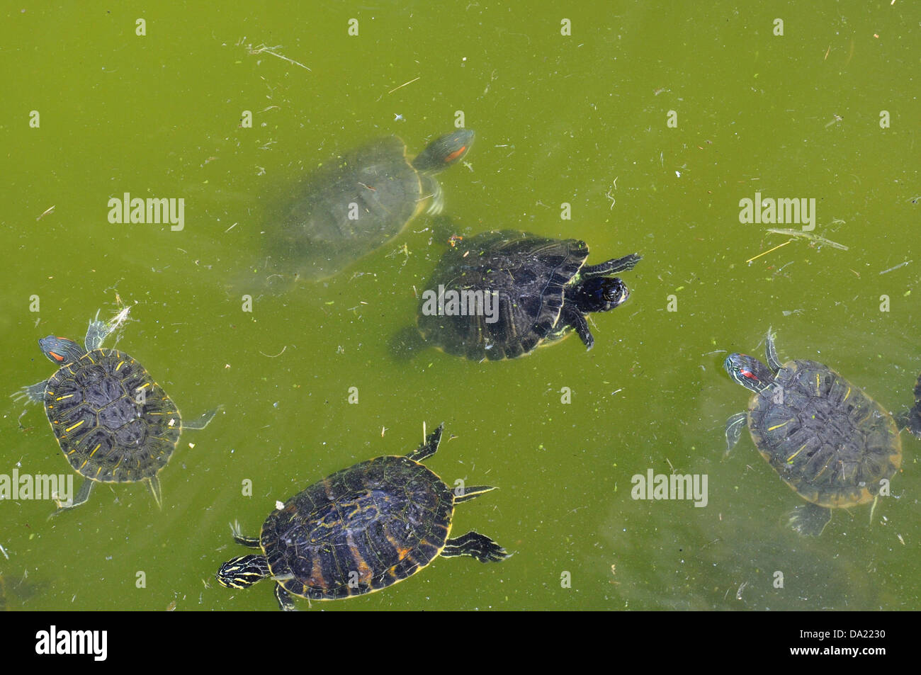 Rosso-eared slider tartarughe acquatiche nuotano in un stagno. Foto Stock