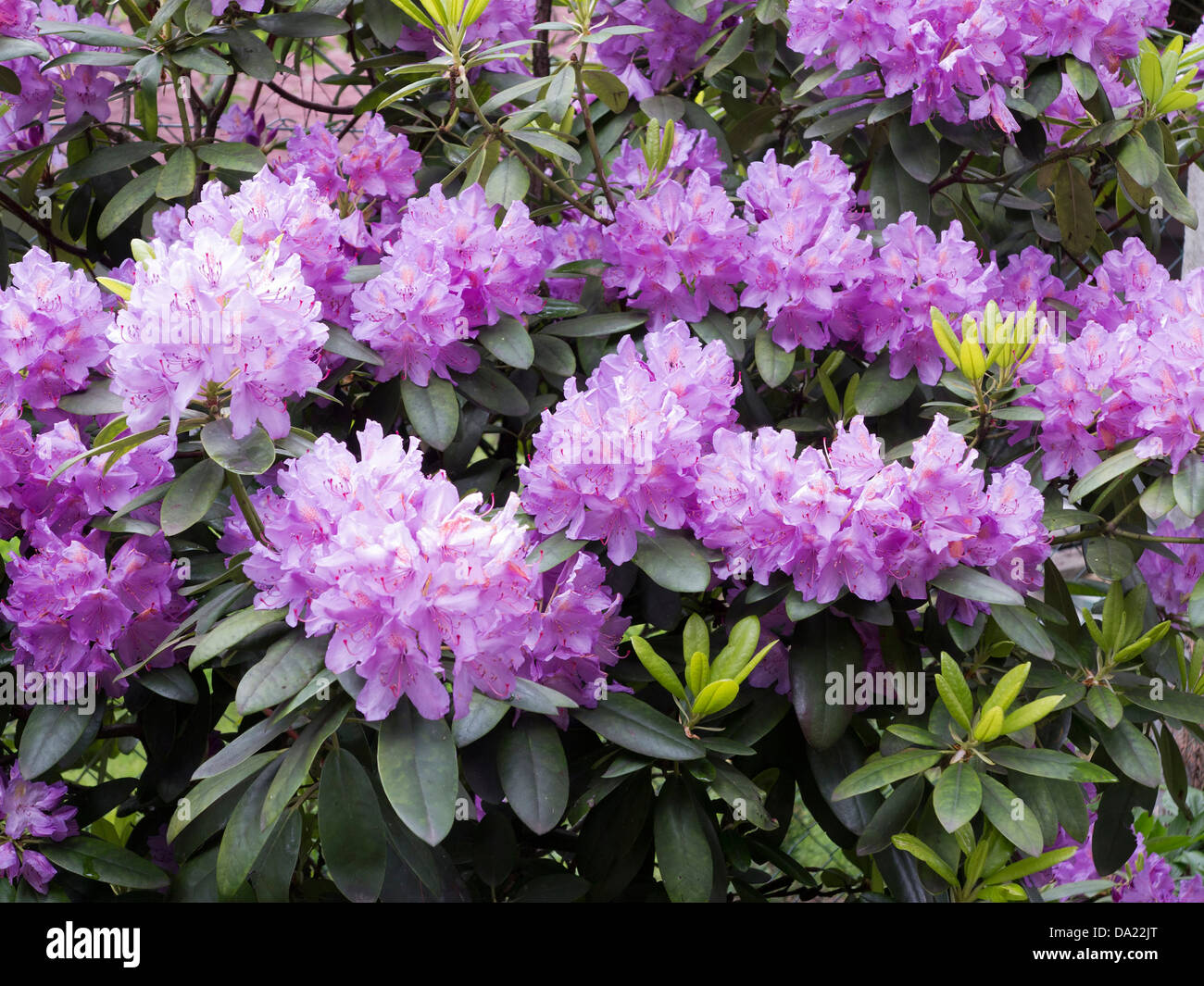 Fioritura di rododendro Foto Stock