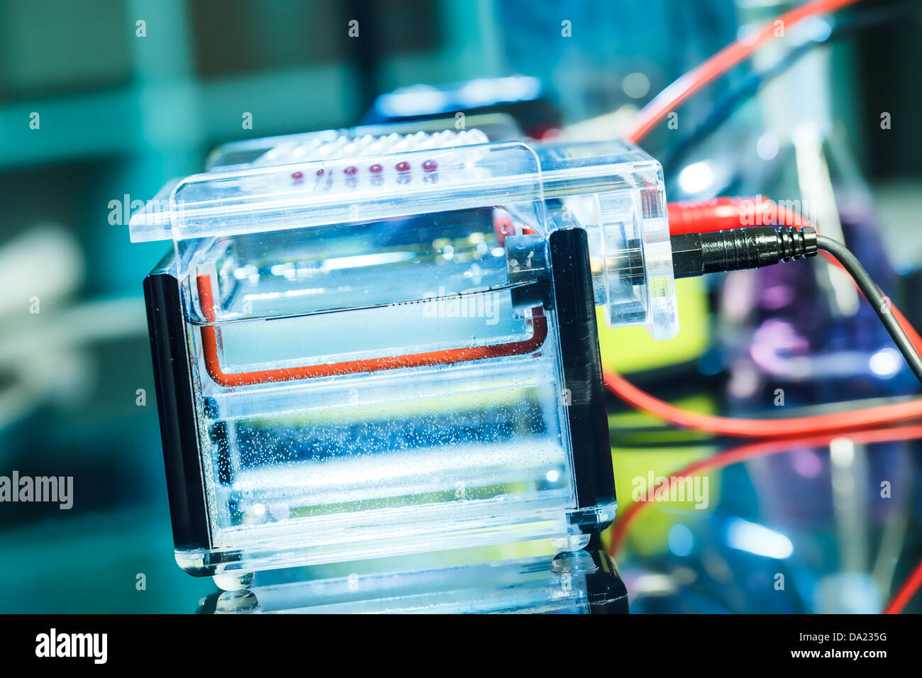 Amplificazione dei campioni di DNA in gel di agarosio Foto Stock