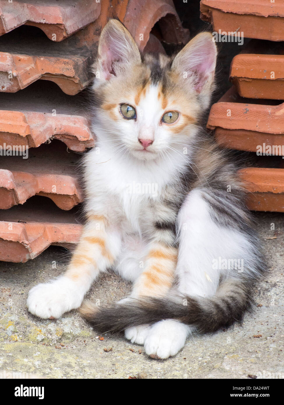 Un feral gattino su Lesbo, Grecia, Foto Stock