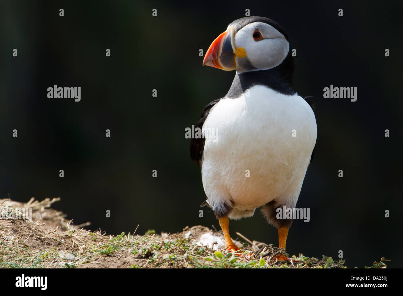 Atlantic Puffin (Fratercula arctica) aka puffini comune Foto Stock