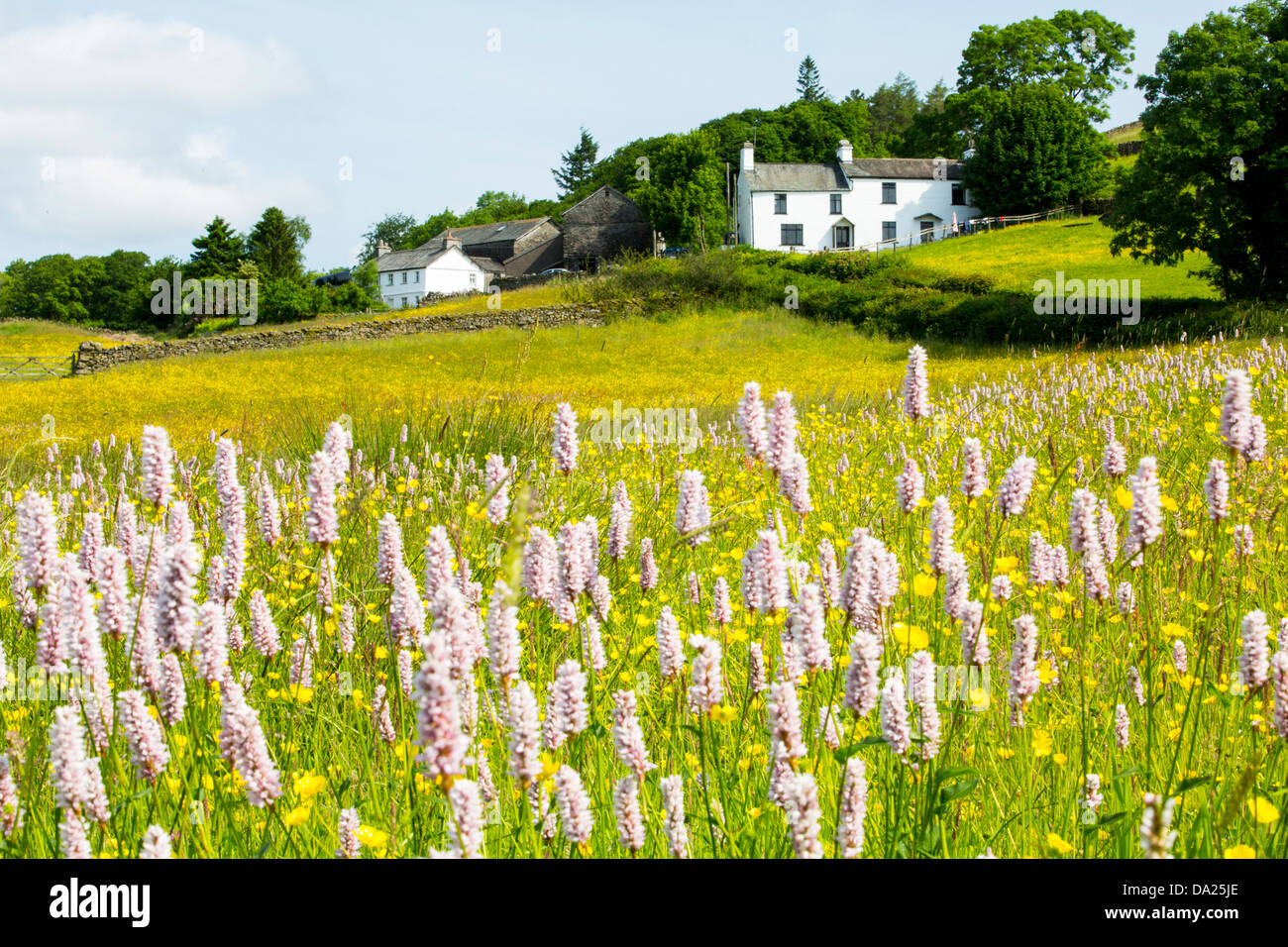 Acqua Bistort, Renoncules, trifoglio e altri fiori selvatici che crescono in una specie ricca di fieno tradizionale prato in Windermere, Lago di Foto Stock