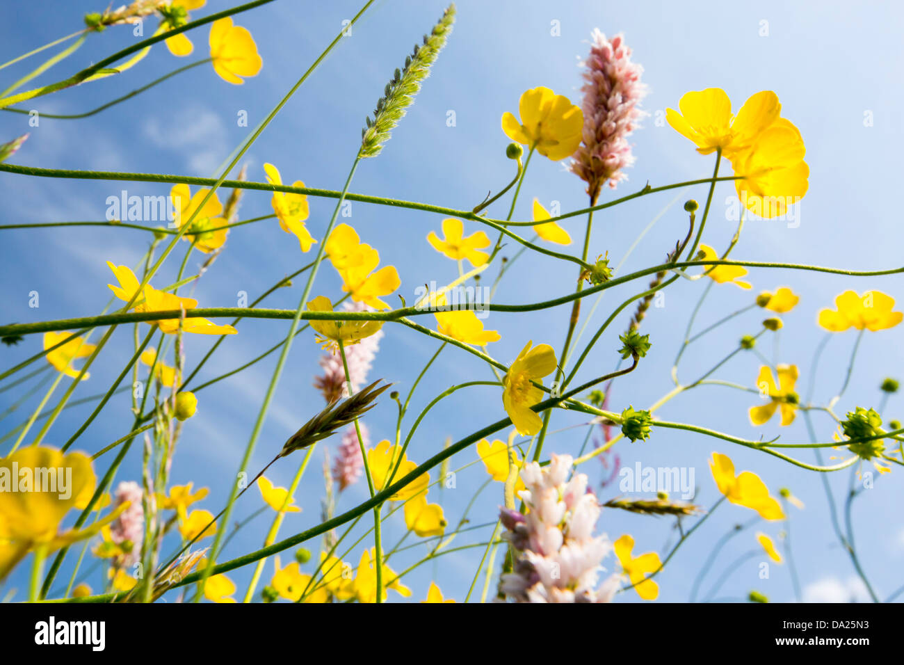 Acqua Bistort, Renoncules, trifoglio e altri fiori selvatici che crescono in una specie ricca di fieno tradizionale prato in Windermere, Lago di Foto Stock