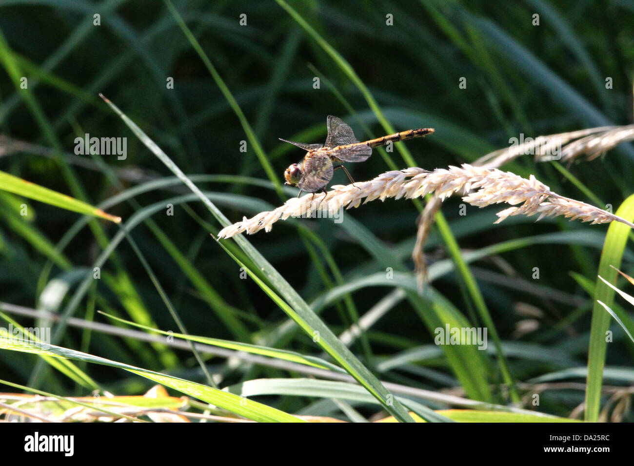 Dragonfly appollaiato su un piegata sopra il seme head appaiono essere ensoleillement le sue ali Foto Stock