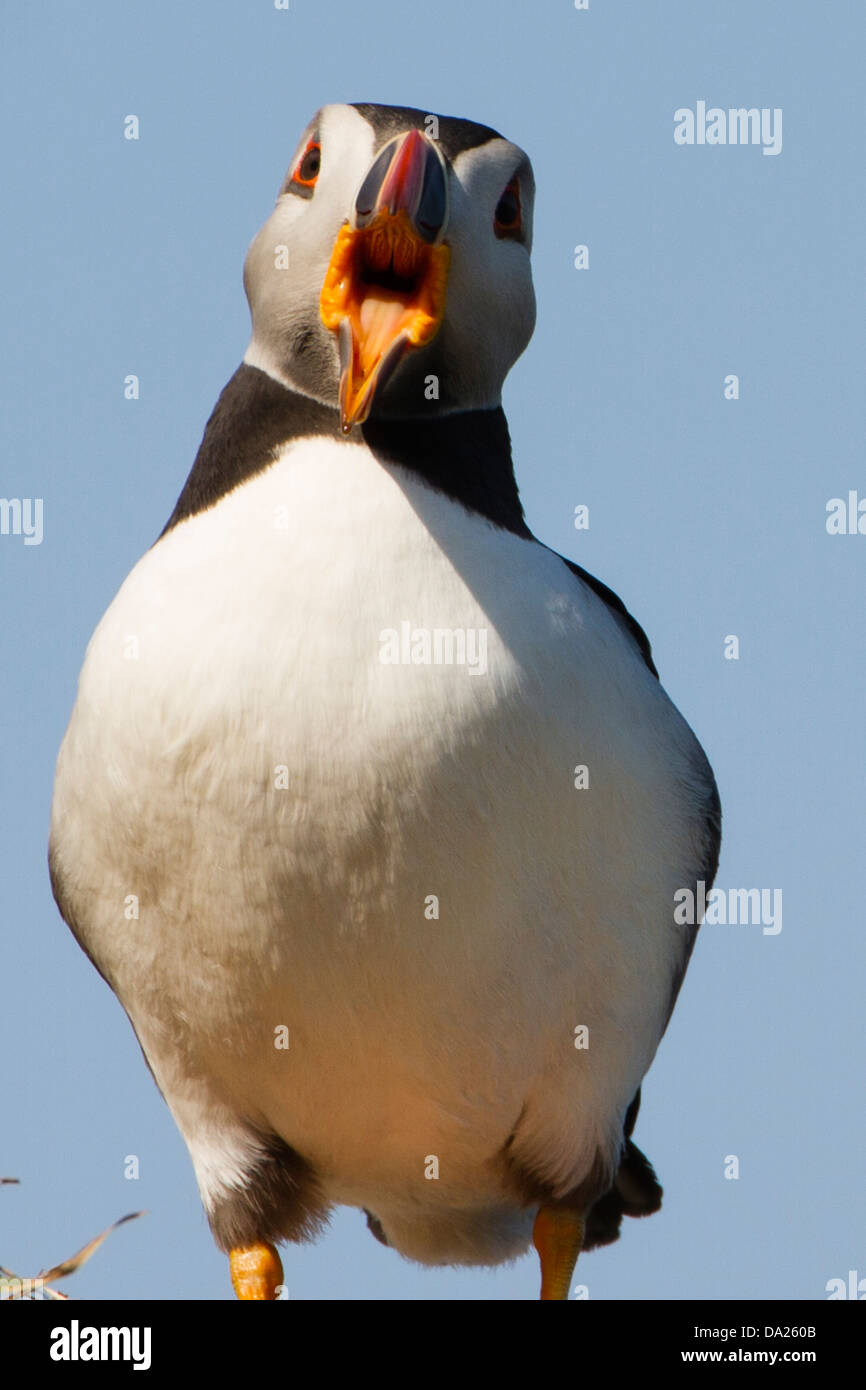 Atlantic Puffin (Fratercula arctica) aka puffini comune con becco aperto per mostrare la struttura interna di Bill Foto Stock