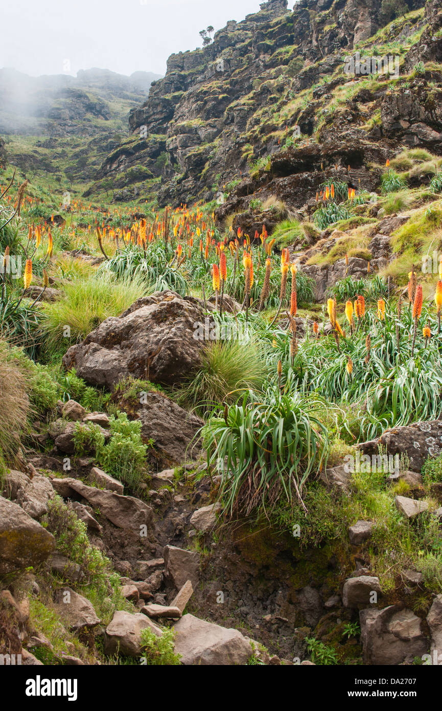 Kniphofia anche chiamato Tritoma o Red Hot poker (Kniphofia foliosa), Etiopia Foto Stock