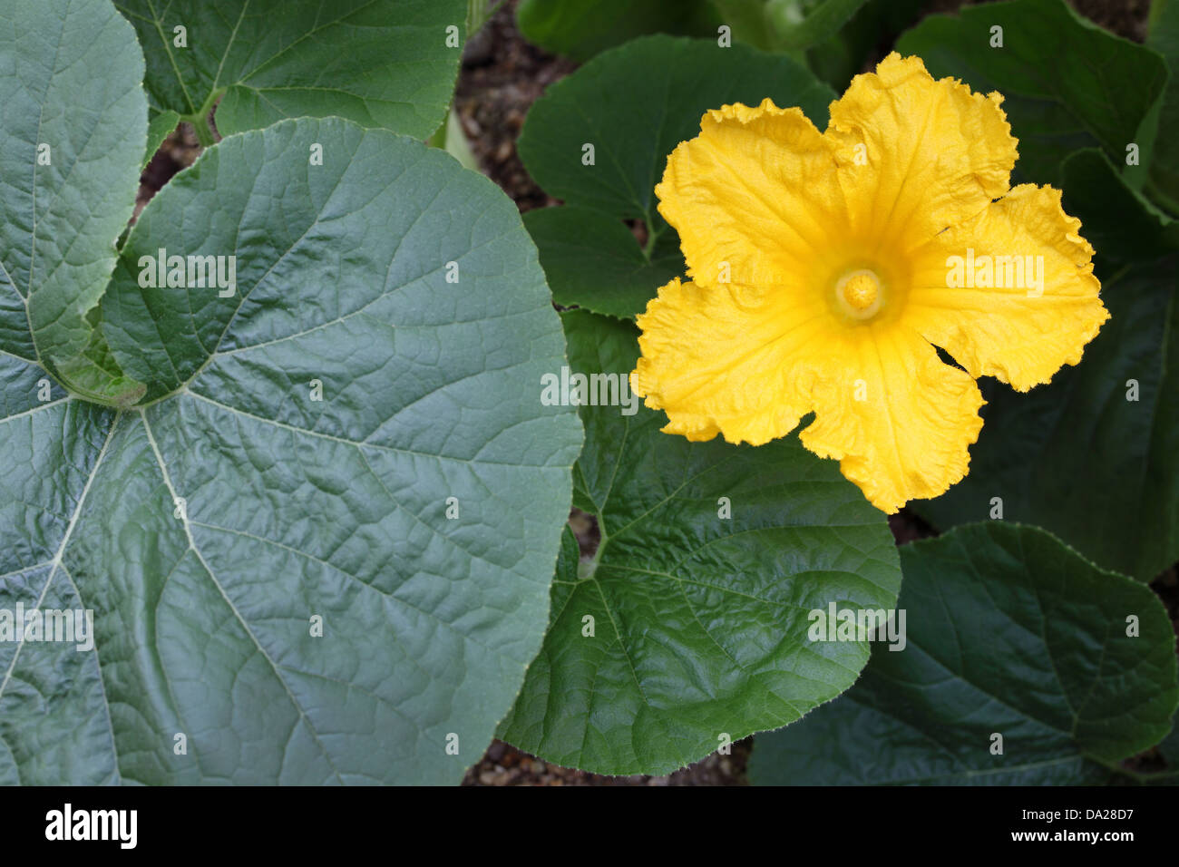 Zucca o fiori di zucca nel campo Foto Stock