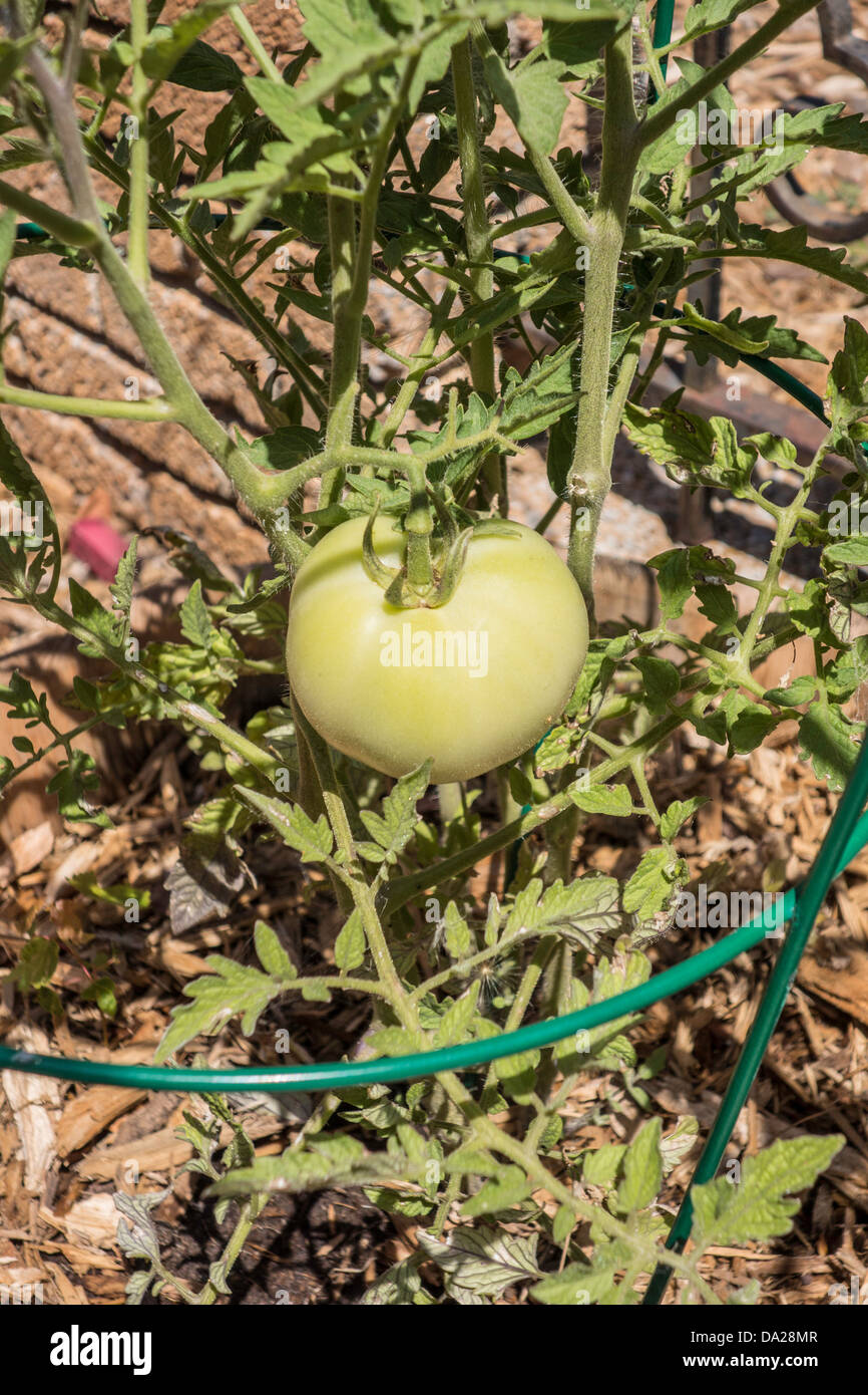 Una pianta di pomodoro in una gabbia di pomodoro, crescendo in un contenitore su un patio accanto a un muro di mattoni. Foto Stock