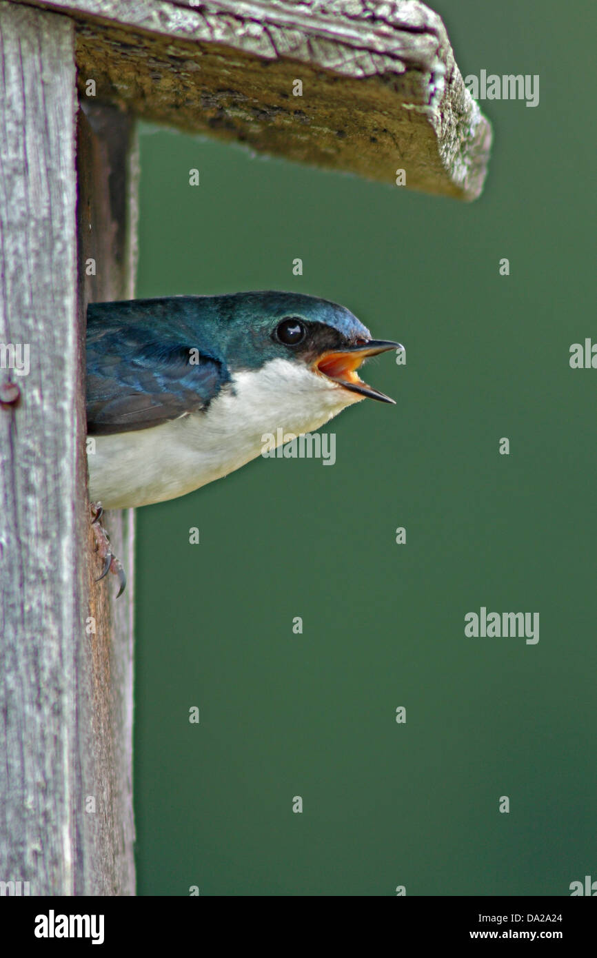 Una struttura Swallow chiamando fuori da un nestbox. Foto Stock