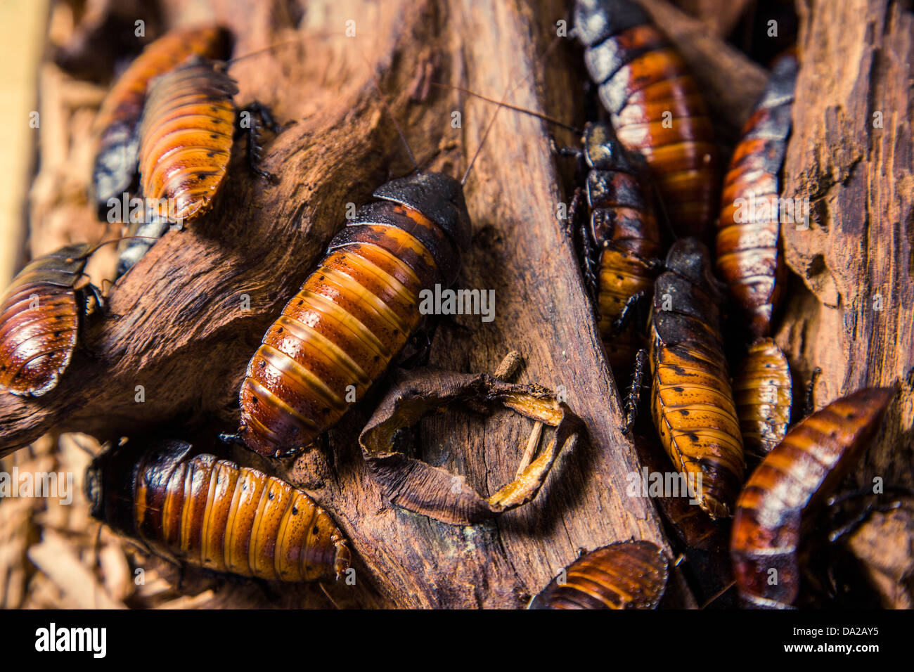 Close up di grandi Madagascar sibili scarafaggi su legno Foto Stock