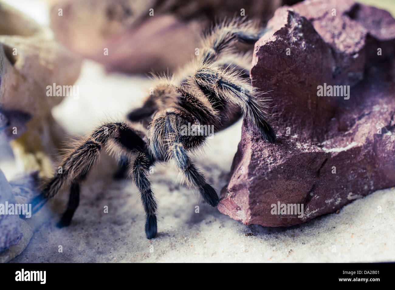 In prossimità di un grande nero hairy tarantola strisciando su una roccia Foto Stock