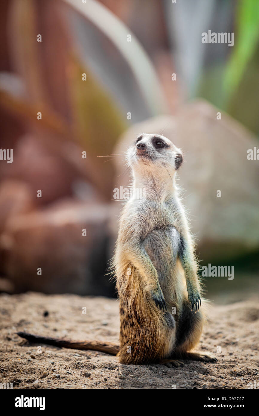 Suricata (meerkat) in un habitat naturale Foto Stock