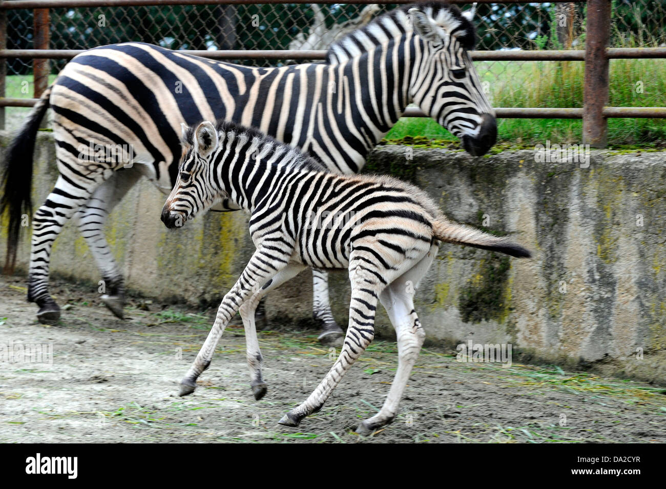 Chapman's zebra (Equus quagga chapmani) Foto Stock