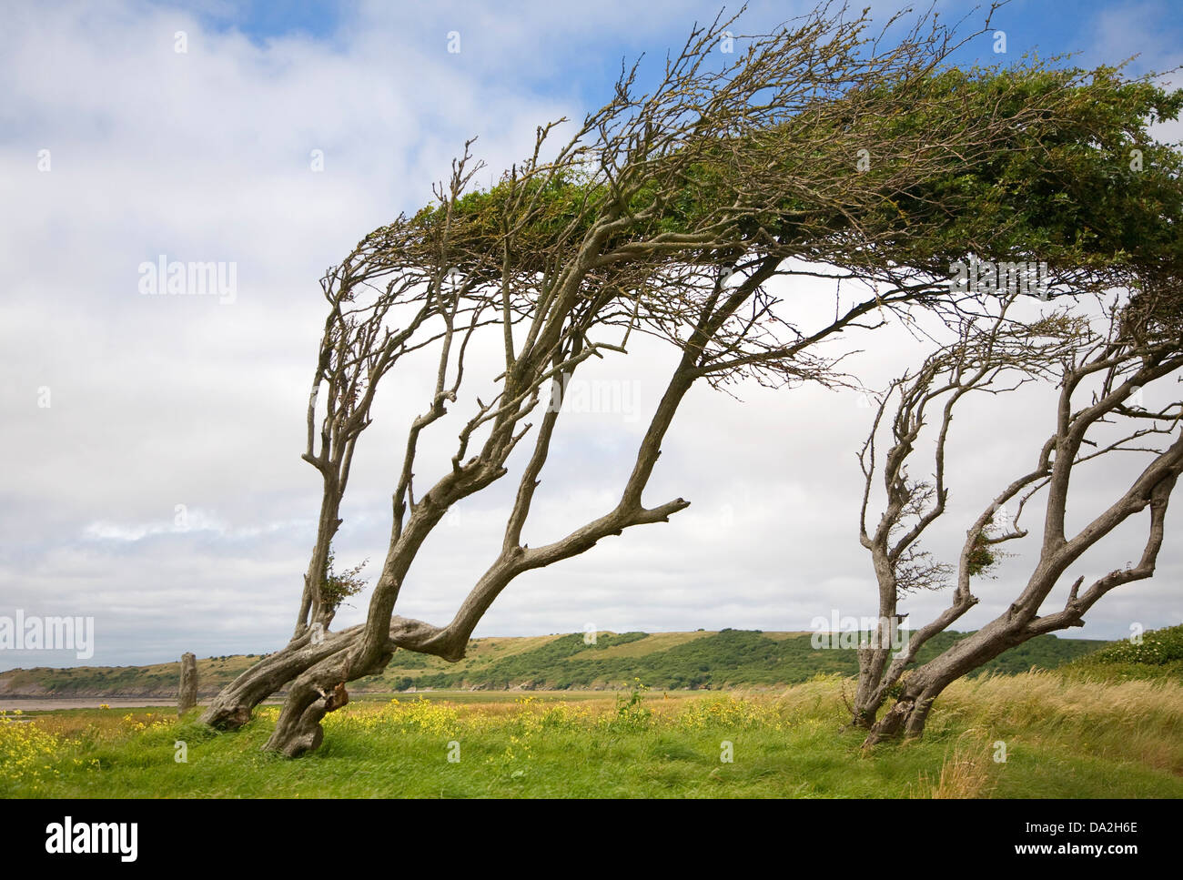 Alberi sagomato dal forte vento a baia di sabbia, Kewstoke, Somerset, Inghilterra Foto Stock