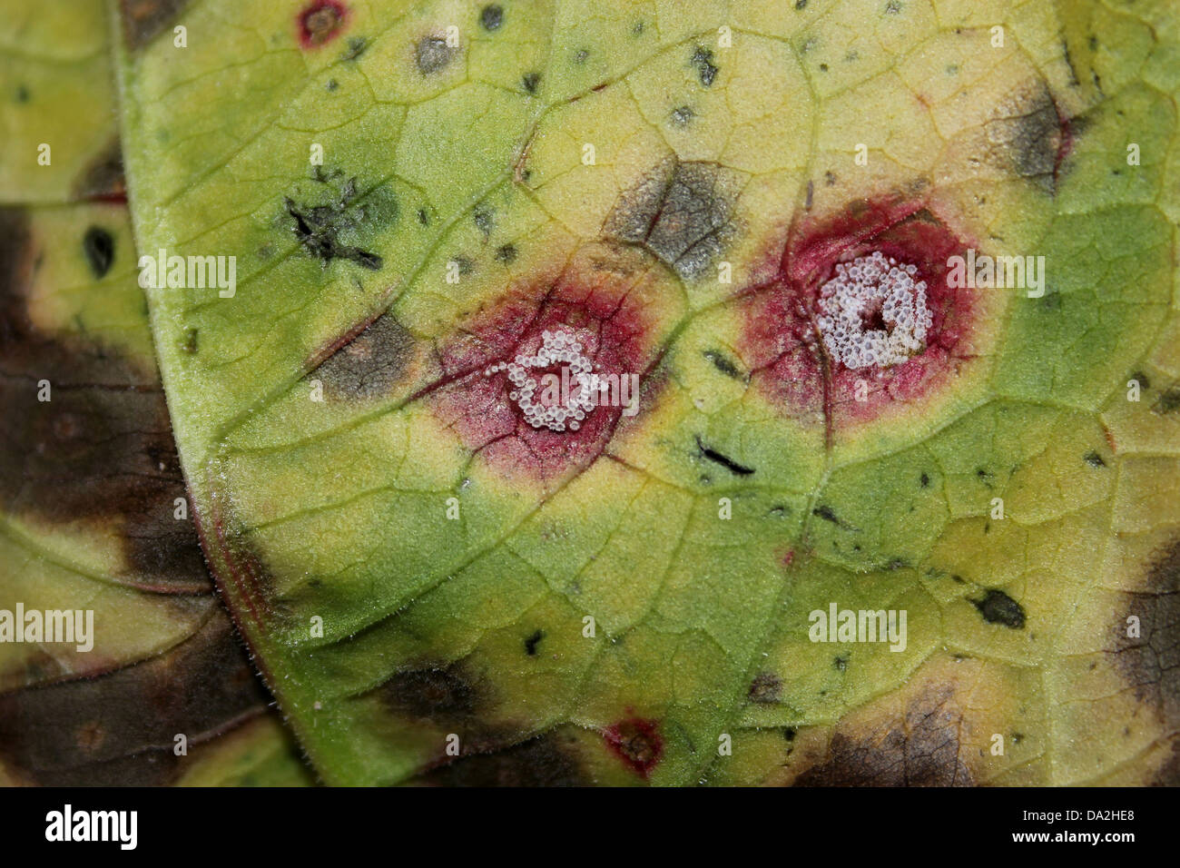 Dock ruggine Puccinia phragmitis su di latifoglie Dock Rumex obtusifolius lascia Foto Stock