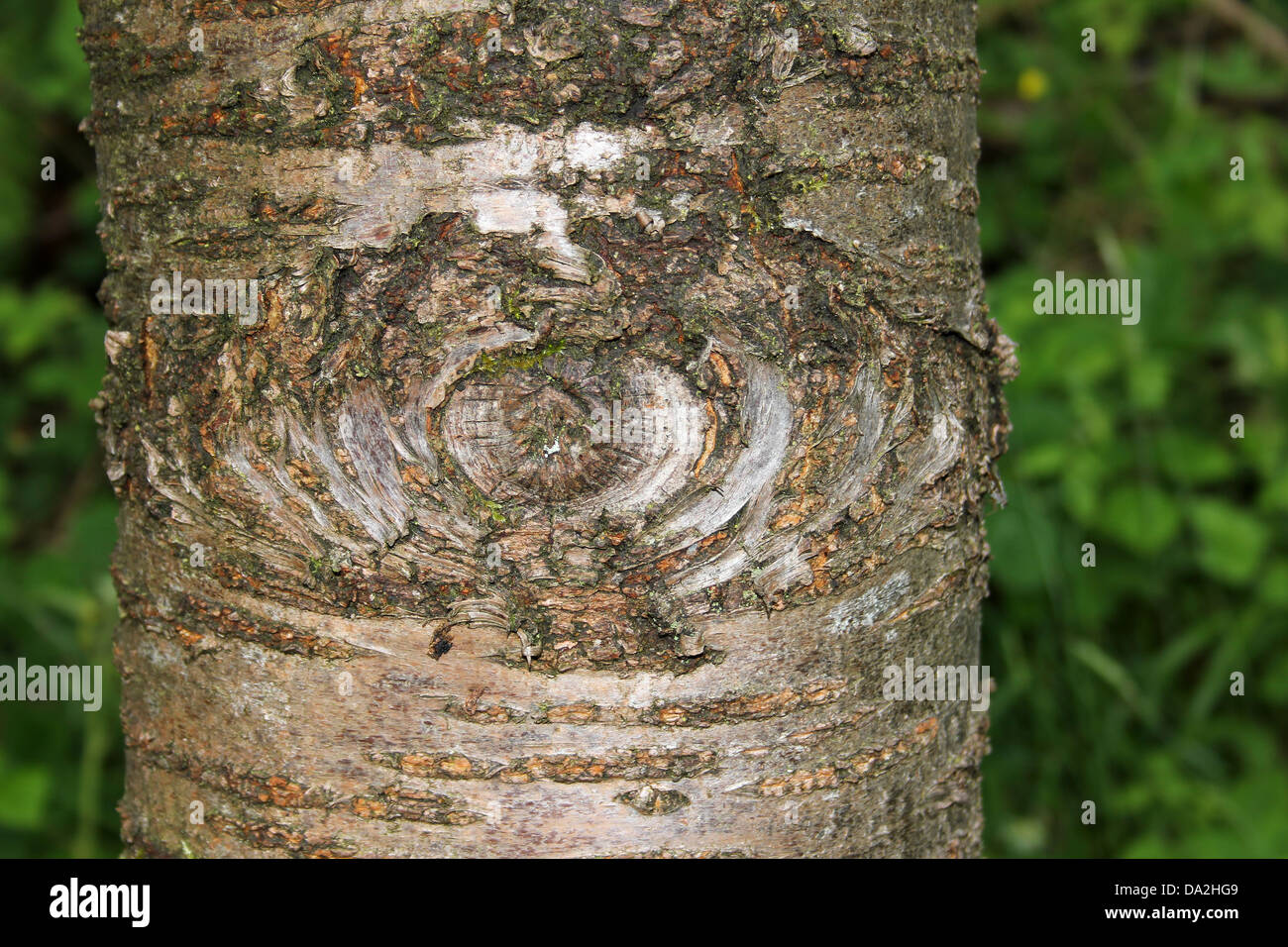 Ramo di albero nodo sul tronco di albero simile a occhio Foto Stock
