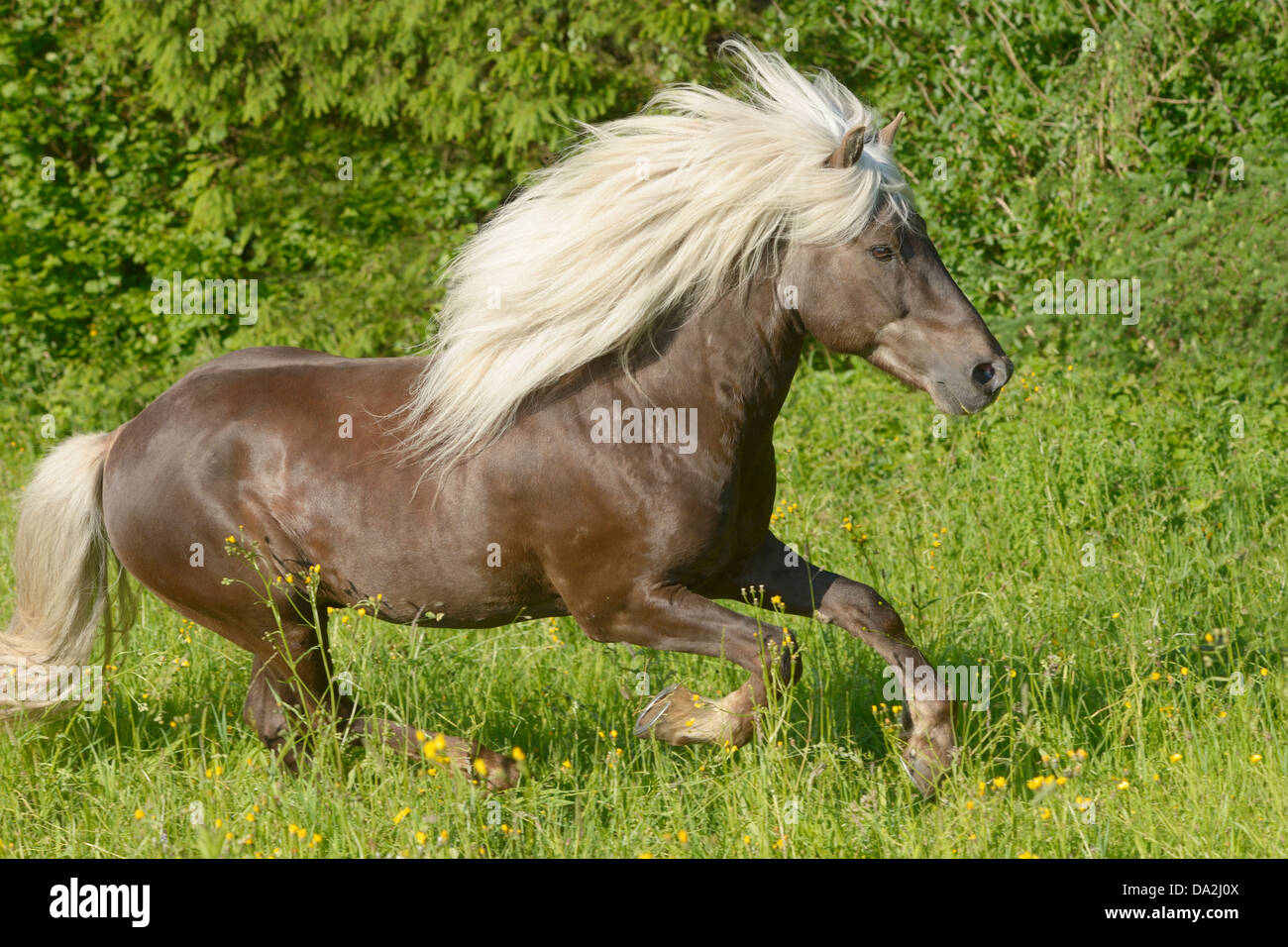 Argento colline punteggiano islandese stallone cavallo con lunga criniera Foto Stock